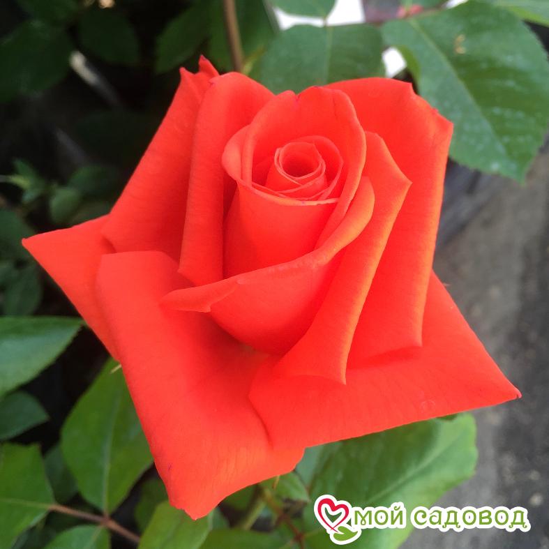 Роза чайно-гибридная Корвет