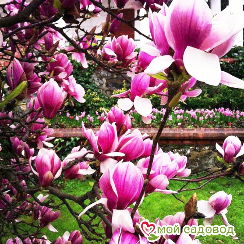 Магнолия вильсона Суланжа