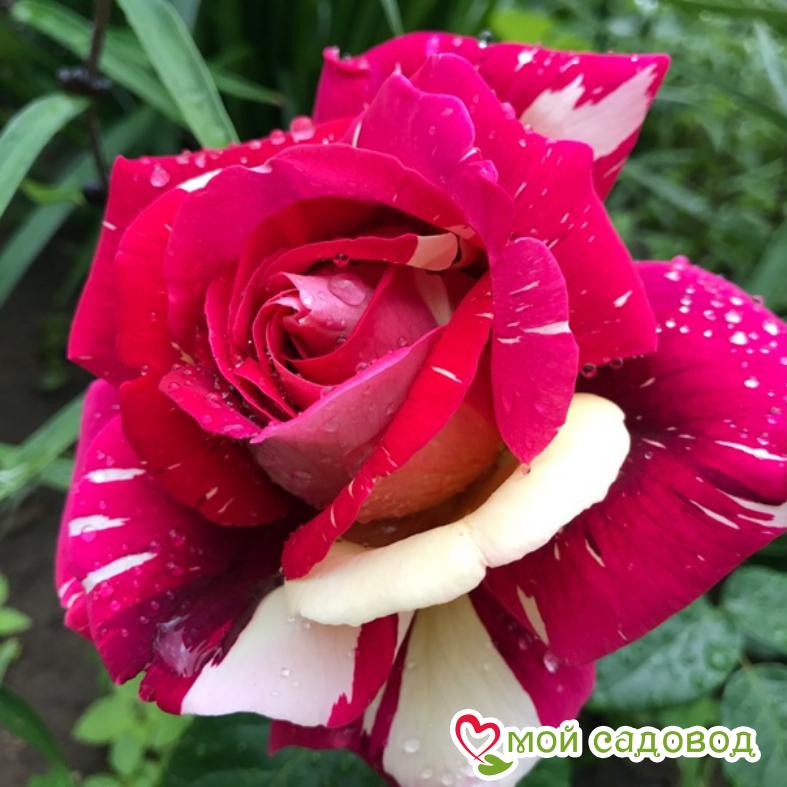 Роза Пестрая Фантазия