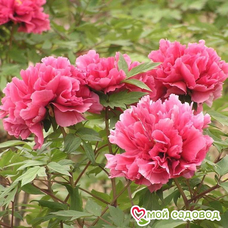 ПИОН ДРЕВОВИДНЫЙ КОРАЛЛОВЫЙ АЛТАРЬ