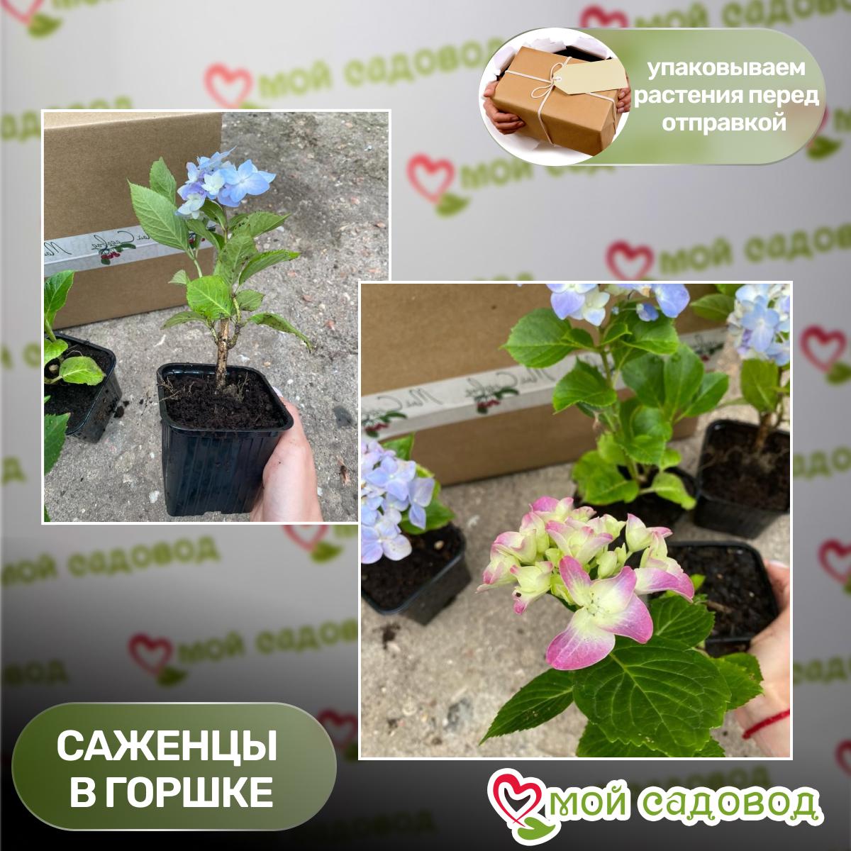 Гортензия Фрисби Пурпл