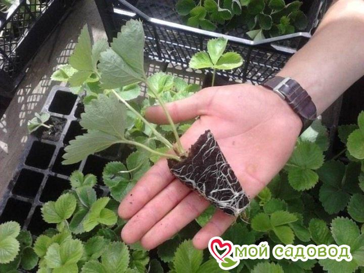 Клубника вьющаяся Комплимент